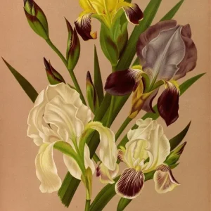 Målning Iris germanica - Arentina Hendrica Arendsen | Konsttryck - Bild 2