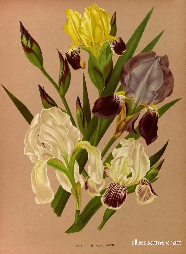 Målning Iris germanica - Arentina Hendrica Arendsen | Konsttryck - Bild 2