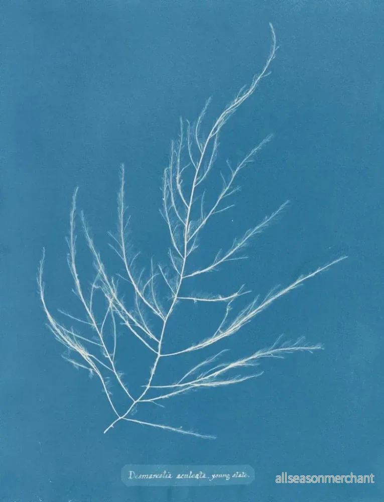 Målning Desmarestia aculeata ung tillstånd - Anna Atkins | Konsttryck - Bild 2