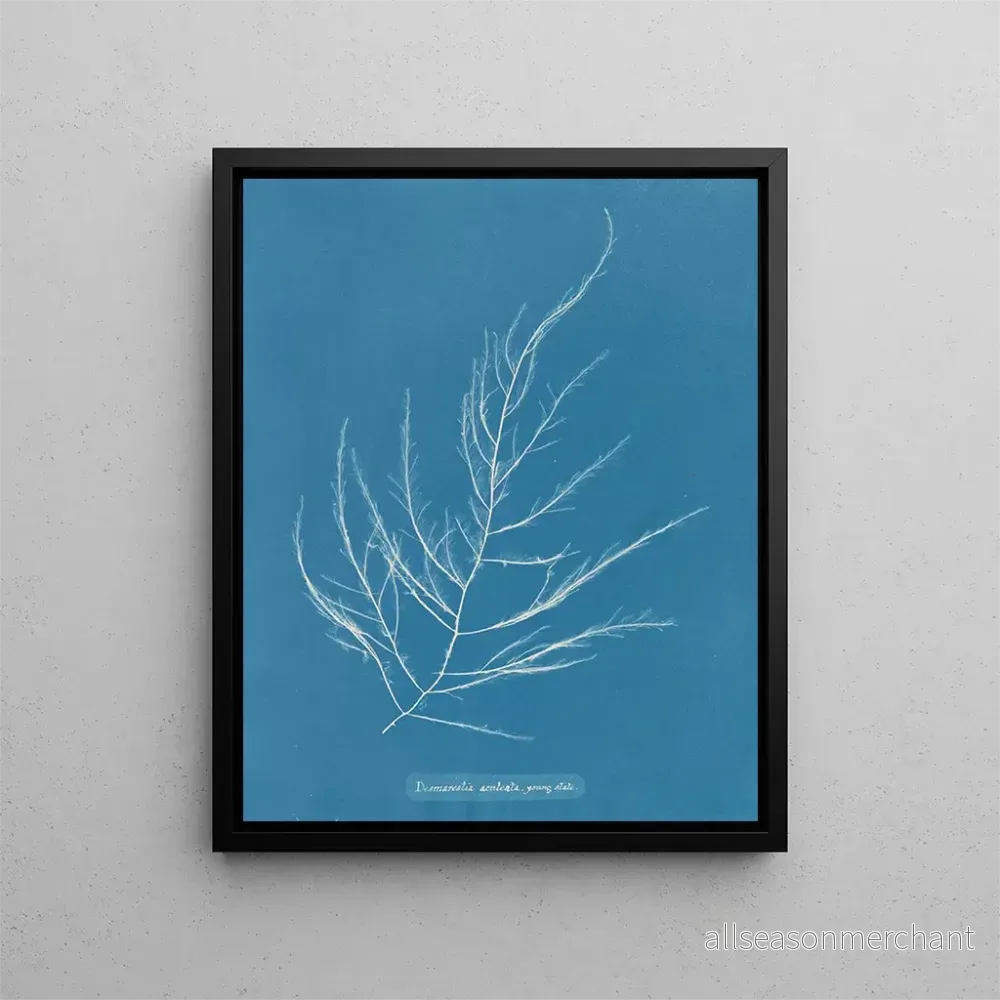 Målning Desmarestia aculeata ung tillstånd - Anna Atkins | Konsttryck