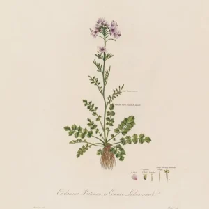 Målning Cardamine pratensis eller ängskål - Robert John Thornton - Bild 2