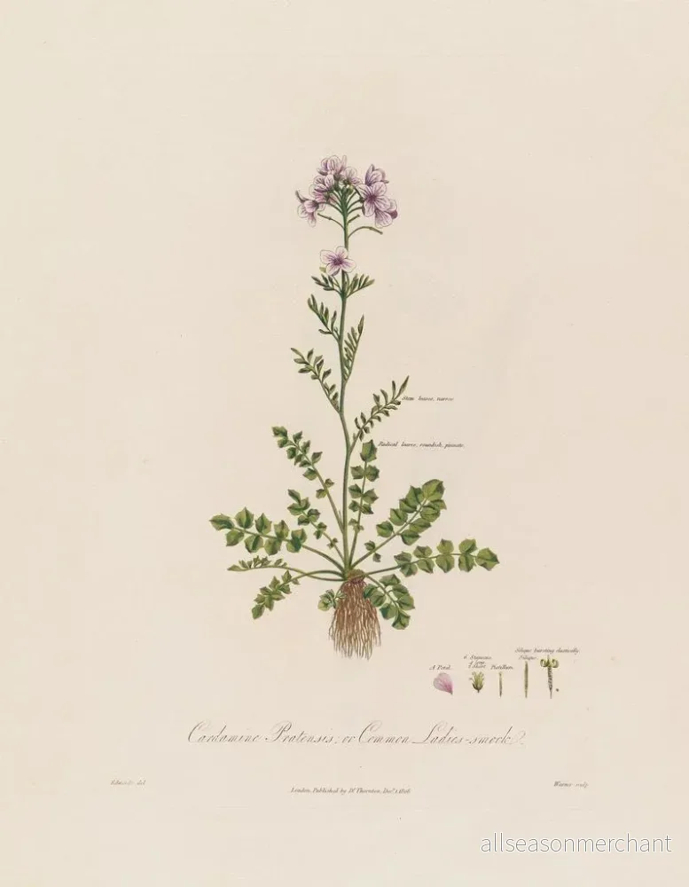 Målning Cardamine pratensis eller ängskål - Robert John Thornton - Bild 2