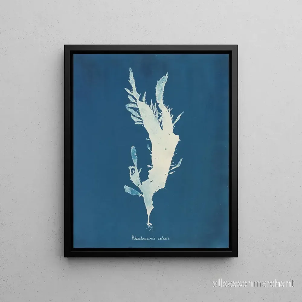 Målning Rhodoménie ciliée - Anna Atkins | Konsttryck