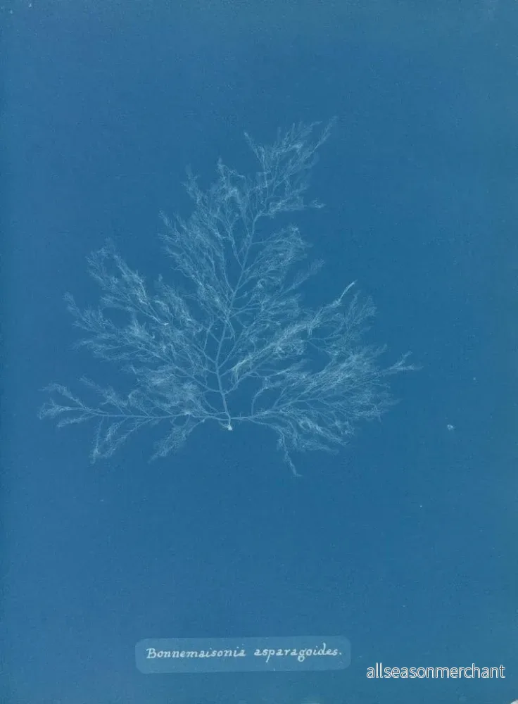 Målning Bonnemaisonia asparagoides - Anna Atkins | Konsttryck - Bild 2