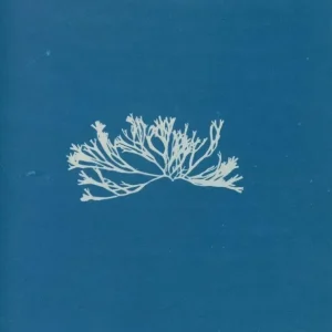 Målning Fucus canaliculatus - Anna Atkins | Konsttryck - Bild 2
