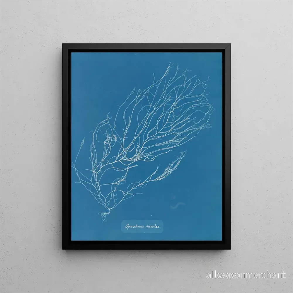 Målning Rhizodes de Sporochnus – Anna Atkins | Konsttryck Målning Rhizodes de Sporochnus – Anna Atkins | Konsttryck