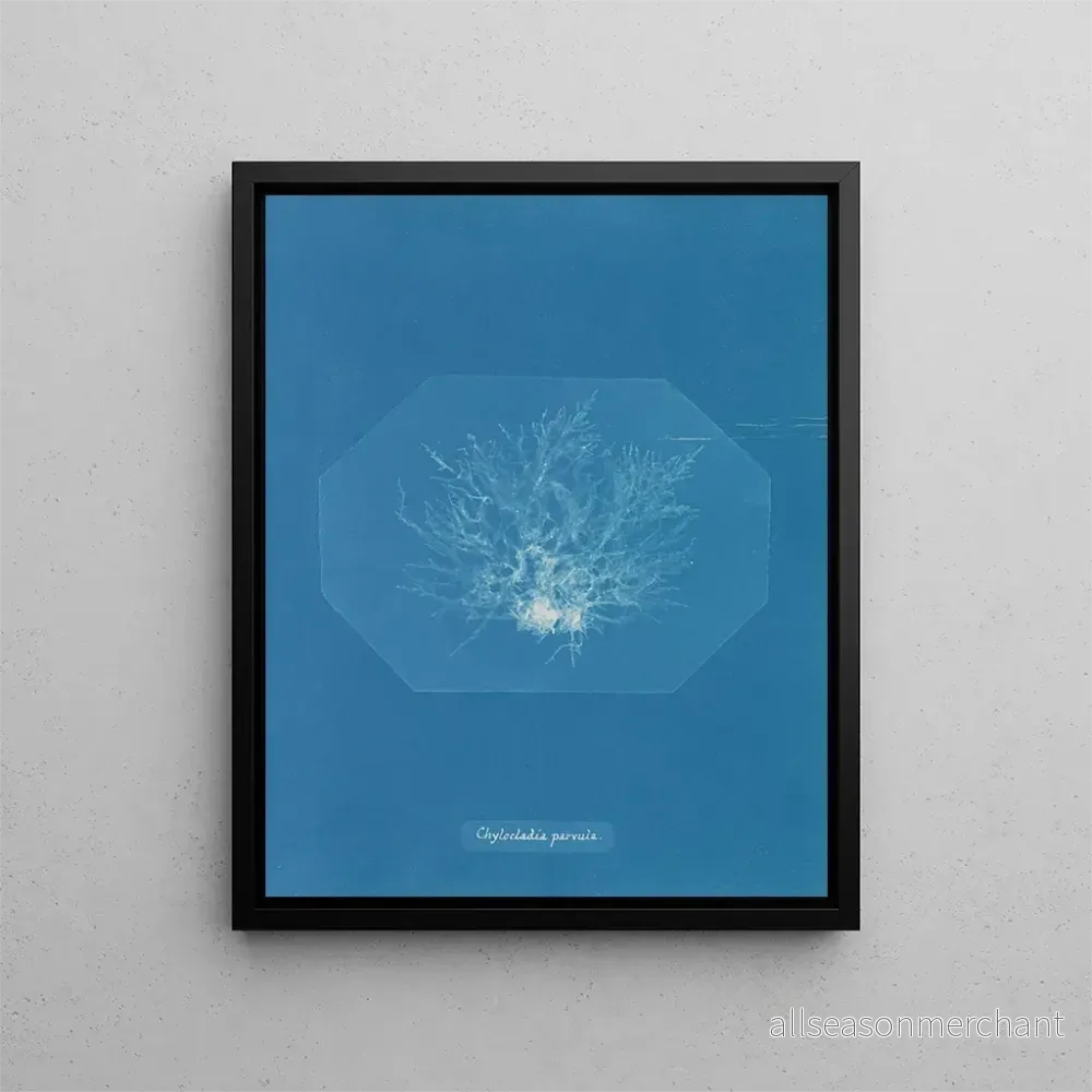 Målning Chylocladia petite - Anna Atkins | Konsttryck