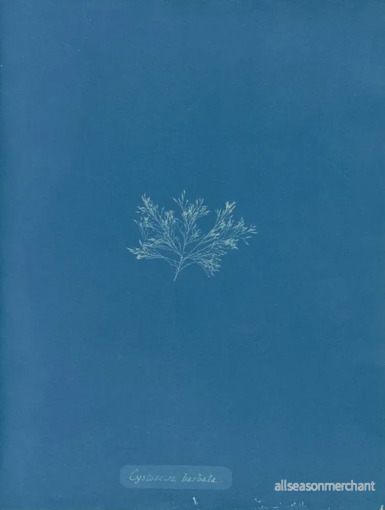 Målning Cystoseira barbata - Anna Atkins | Konsttryck - Bild 2