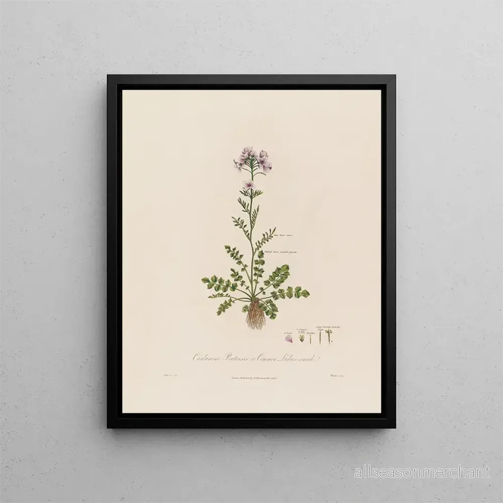 Målning Cardamine pratensis eller ängskål - Robert John Thornton