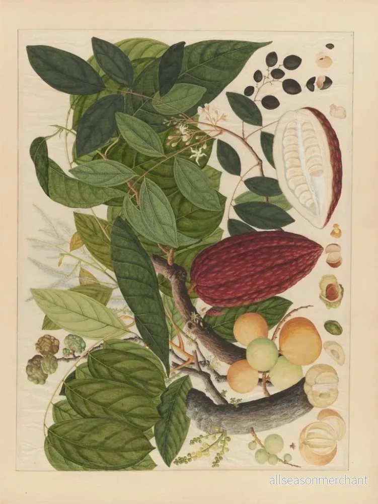 Målning Album d'aquarelles chinoises de fruits asiatiques Pl07 - Anonyme - Bild 2