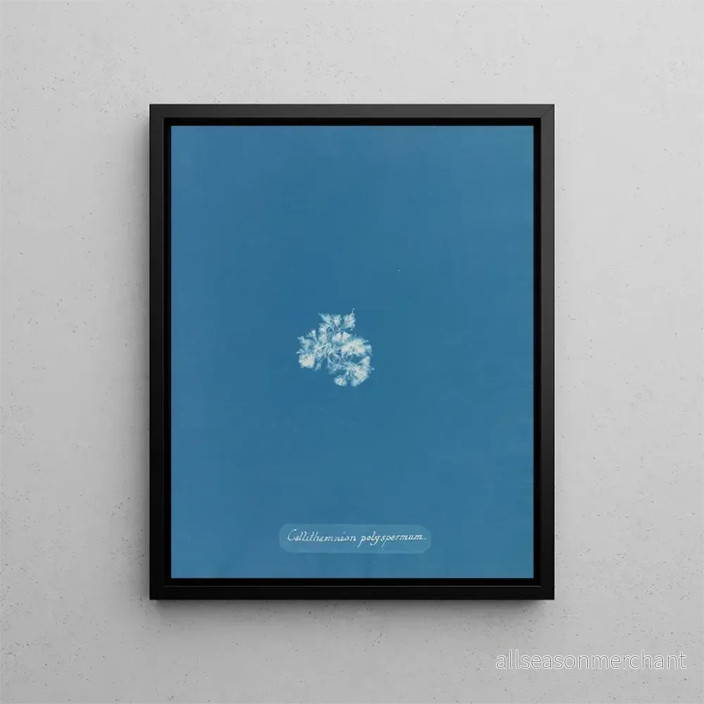 Målning Callithamnion polyspermum - Anna Atkins