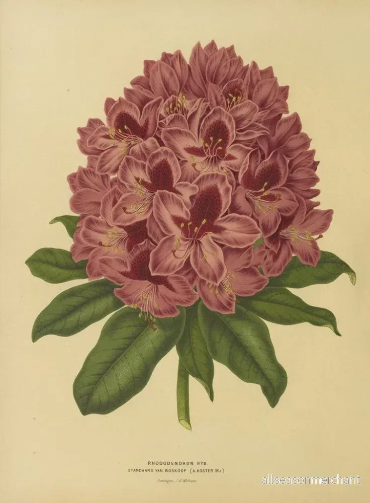 Målning av holländska blommor och Pomone Pl. 13 - Abraham Jacobus Wendel - Bild 2