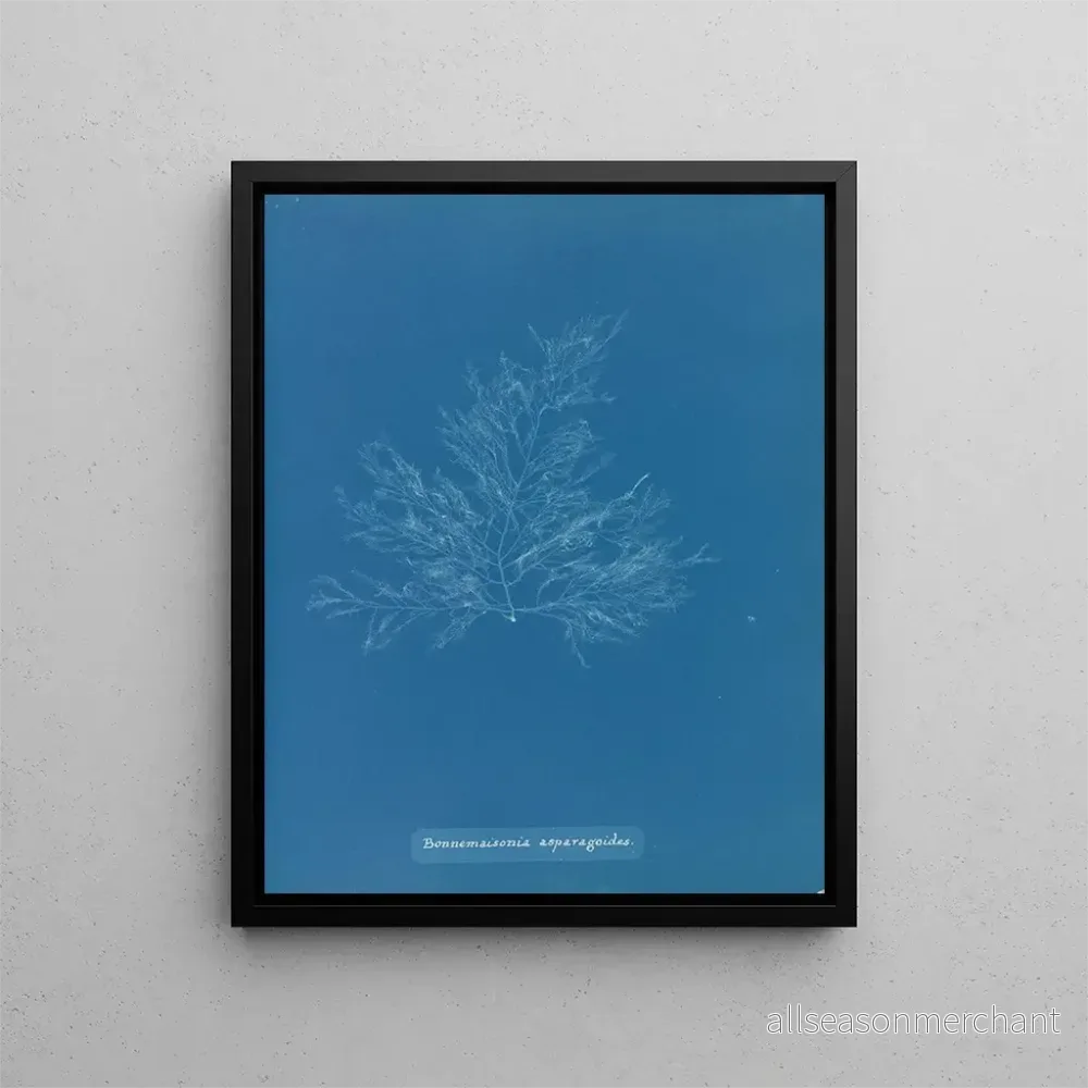 Målning Bonnemaisonia asparagoides - Anna Atkins | Konsttryck