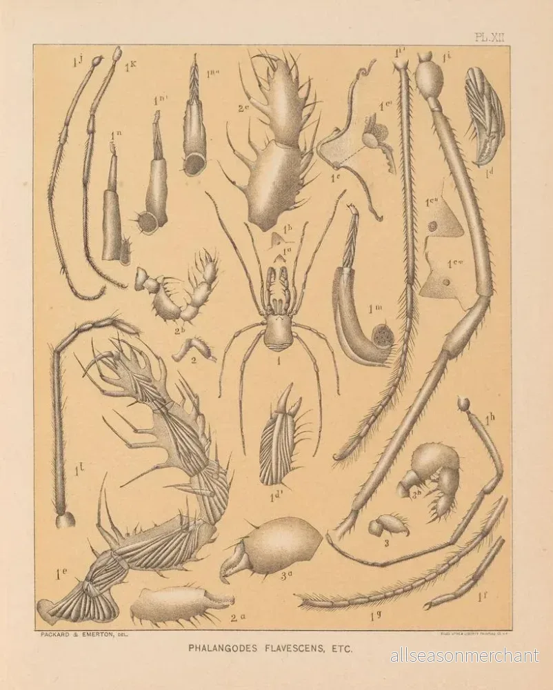 Målning La faune des grottes d'Amérique du Nord Pl 12 - Alpheus Spring Packard - Bild 2