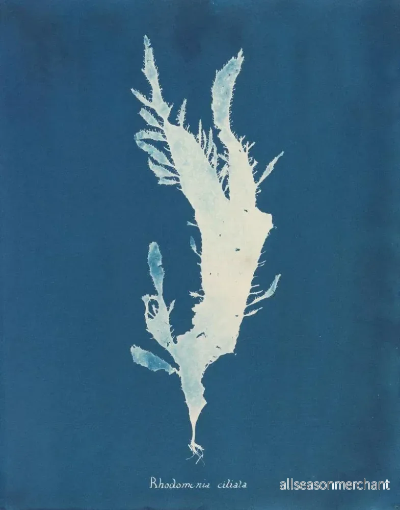 Målning Rhodoménie ciliée - Anna Atkins | Konsttryck - Bild 2