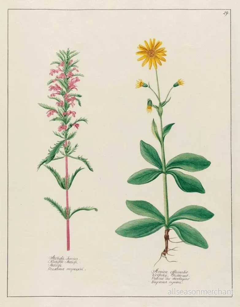 Målning Melissa turcica och Arnica officinalis - Petr Martynovich Gofman - Bild 2
