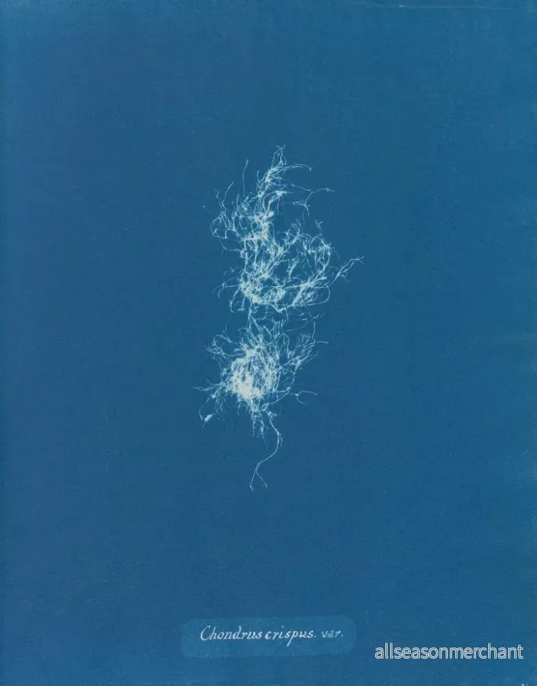 Målning Chondrus crispus var. - Anna Atkins - Bild 2