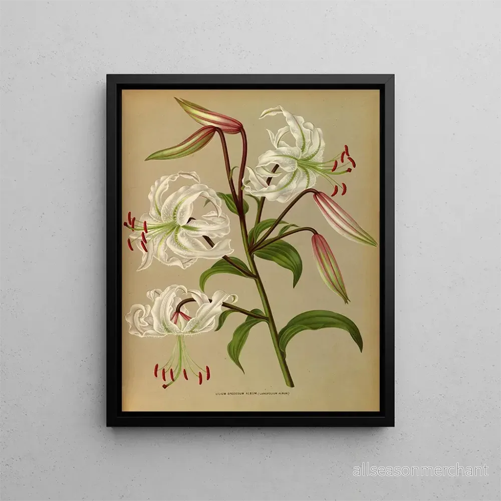 Målning Lilium speciosum album, lancifolium album - Arentina Hendrica Arendsen | Konsttryck