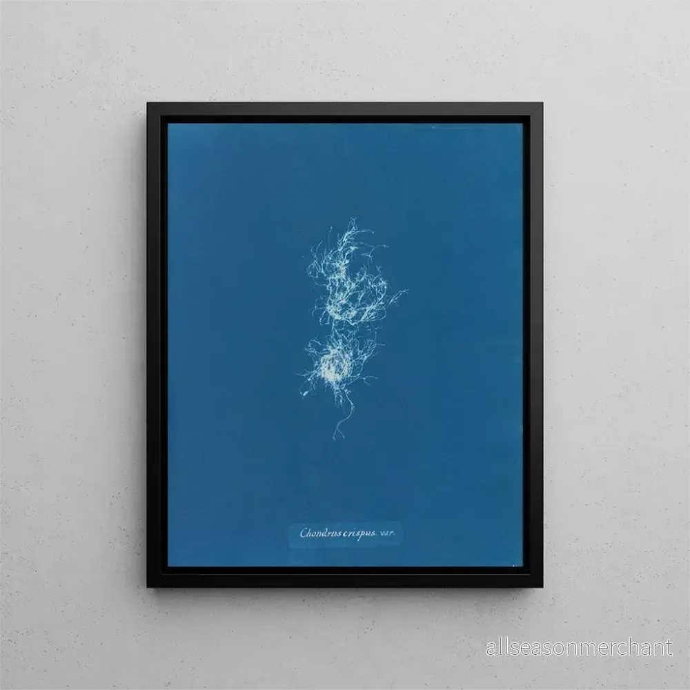 Målning Chondrus crispus var. - Anna Atkins