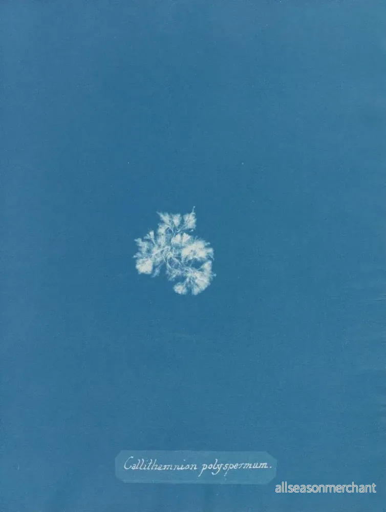 Målning Callithamnion polyspermum - Anna Atkins - Bild 2