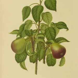 Målning av holländska Flore och Pomone Pl. 11 - Abraham Jacobus Wendel | Konsttryck - Bild 2