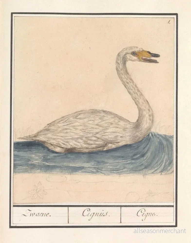 Målning Cygne chanteur Cygnus cygnus Zwaene Cignus Cigne - Anselmus Botius de Boodt | Konsttryck - Bild 2