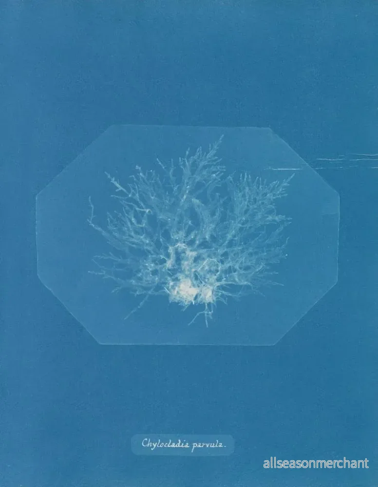 Målning Chylocladia petite - Anna Atkins | Konsttryck - Bild 2