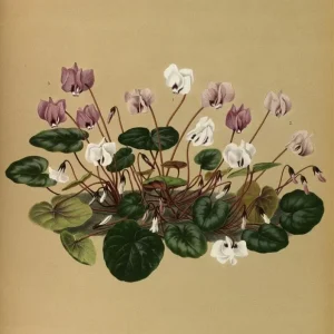 Målning Iris Cyclamen Atkinsii, Atkinsii Roseum, Atkinsii Purpureum - Arentina Hendrica Arendsen | Konsttryck - Bild 2