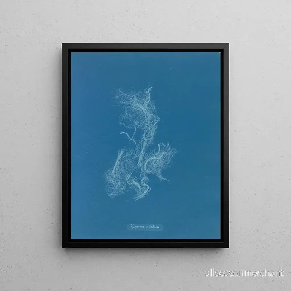 Målning Zygnema brillant - Anna Atkins | Konsttryck