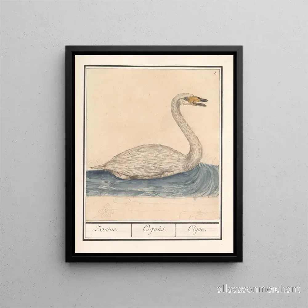 Målning Cygne chanteur Cygnus cygnus Zwaene Cignus Cigne - Anselmus Botius de Boodt | Konsttryck