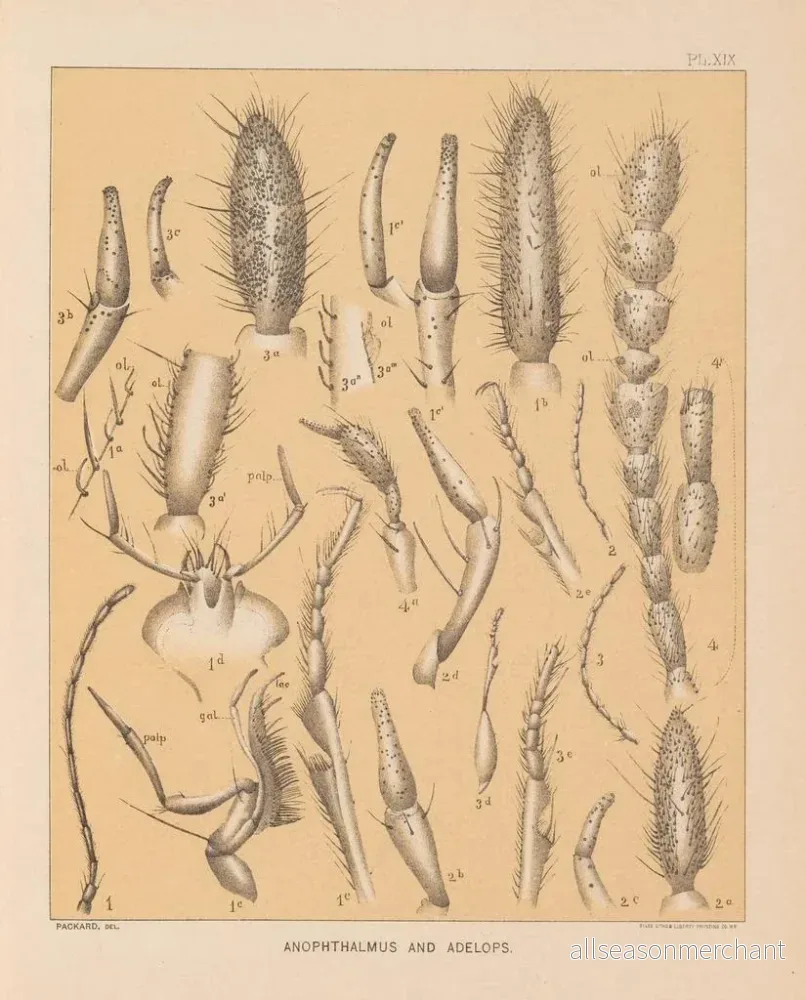 Målning La faune des grottes d'Amérique du Nord Pl 19 - Alpheus Spring Packard - Bild 2