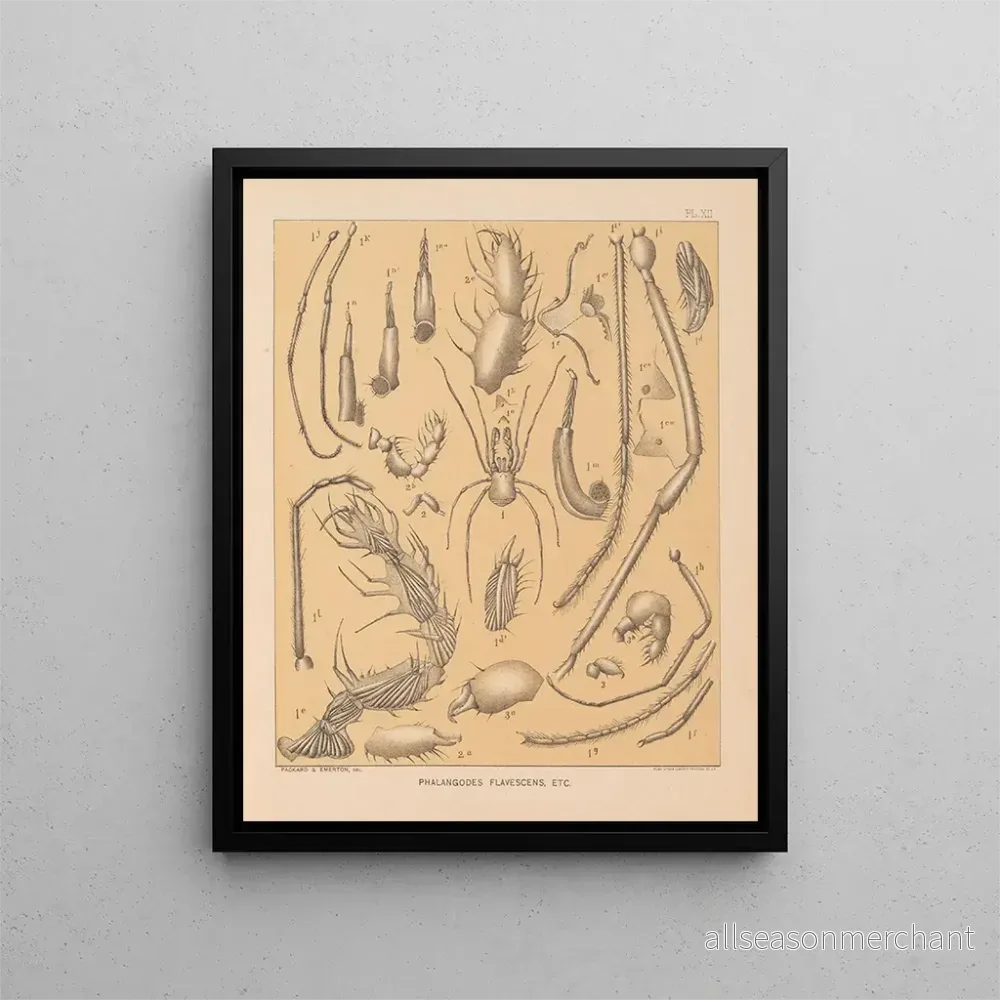 Målning La faune des grottes d'Amérique du Nord Pl 12 - Alpheus Spring Packard