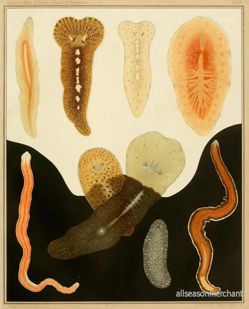 Målning Les polyclades du golfe de Naples et des zones maritimes adjacentes pl. 2 - Arnold Lang - Bild 2