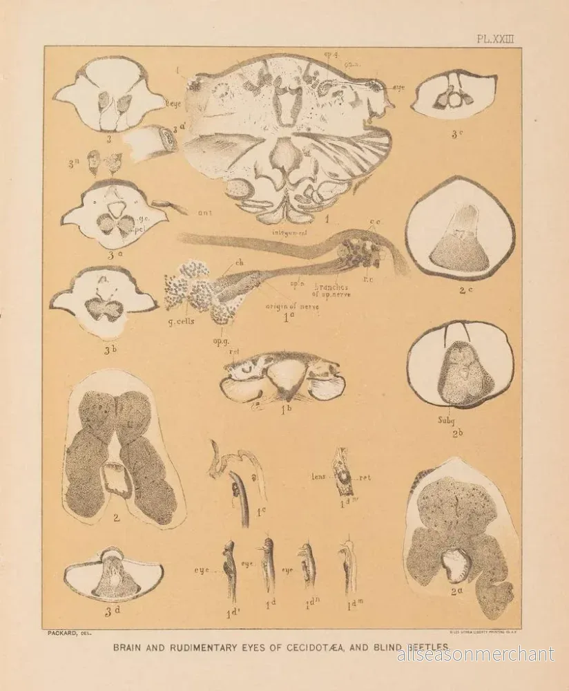 Målning La faune des grottes d'Amérique du Nord Pl 23 - Alpheus Spring Packard - Bild 2